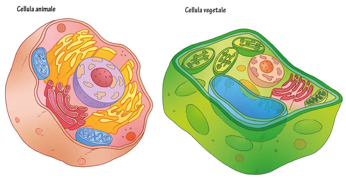 CELLULA EUCARIOTE