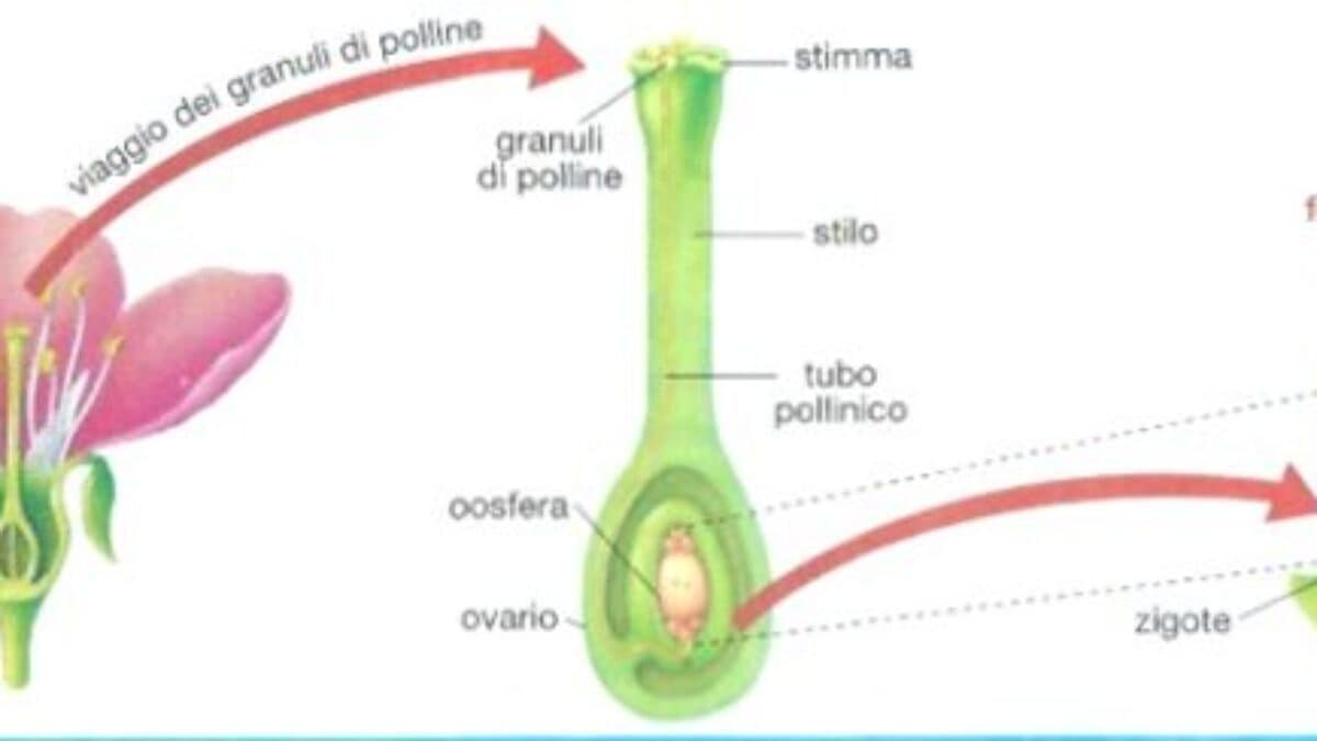 Ciclo vitale delle angiosperme